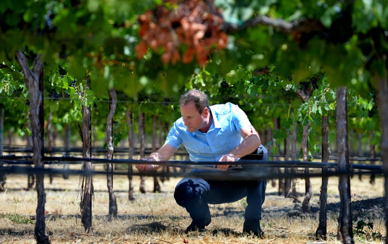 DU Test in Vineyard