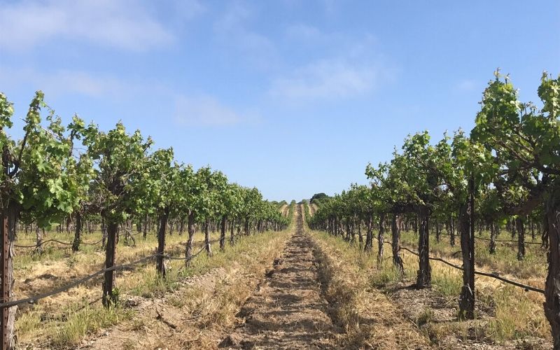 Vineyard Team is a place to find resources on sustainable agriculture practices, healthy soil, vineyard floor management and more.