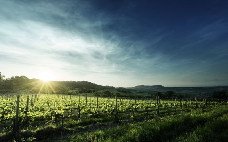 Prepare for 2024: CA DPR Changes, Bulk Wine Trends & Funding Sustainable Projects